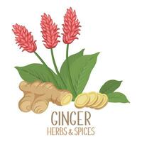 Ginger roots, slices and flowers. Herbs and spices. Illustration, vector