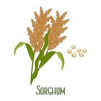 Set of sorghum grains and spikelets. Sorghum plant, sorghum grains. Agriculture, design elements, vector