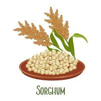 Set of sorghum grains and spikelets. Sorghum plant, sorghum grains in a plate. Agriculture, design elements, vector