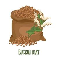 Set of buckwheat grains and spikelets. Buckwheat plant, buckwheat grains in a linen bag. Agriculture, food icons, design elements, vector