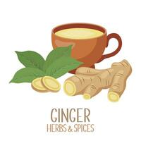 Ginger roots, slices and ginger tea. Herbs and spices. Illustration, vector