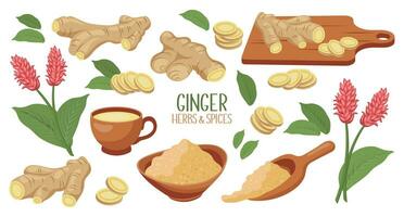 Set of ginger roots. Ginger root, dry ground powder, ginger tea, ginger leaves and flowers. Herbs and spices. Food icons, vector