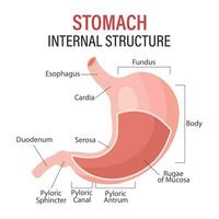 Anatomy of the human stomach, medical poster with detailed diagram of the structure of the internal stomach. Medical infographic banner. Vector