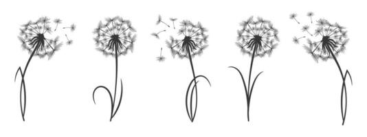 Set of contour fluffy dandelions with seeds. Wildflower linear logo sketch. Icons, vector