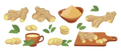 Set of ginger roots. Ginger root, dry ground ginger, ginger tea, ginger leaves. Food icons, vector