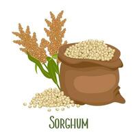 Set of sorghum grains and spikelets. Sorghum plant, sorghum grains in a bag. Agriculture, design elements, vector
