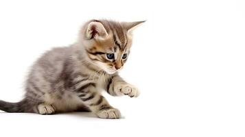 Cute little striped kitten isolated on white background. Studio shot. AI Generated photo