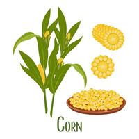 Set of corn grains and ears of corn. Corn plant, sweet corn, corn cobs, corn kernels in a plate. Agriculture, food icons, vector