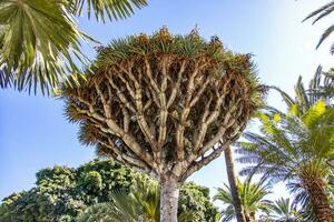 original dragon dracaena tree growing on the Spanish Canary Island Tenerife in a natural habitat photo