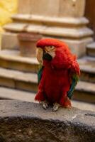 red big macaw parrot bird in closeup photo