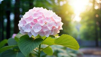 Beautiful hydrangea in green garden shows the freshness of nature. Generative AI photo