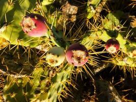 cerca de un cactus foto