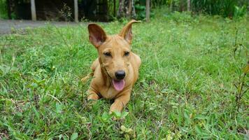 The brown dog sit on the grass and look at something on the green grass. photo