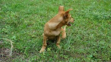 el marrón perro sentar en el césped y Mira a alguna cosa en el verde césped. foto