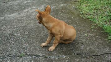 The brown dog sit on the grass and look at something on the green grass. photo