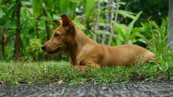 The brown dog sit on the grass and look at something on the green grass. photo