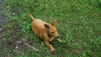 The brown dog sit on the grass and look at something on the green grass. photo