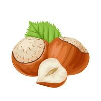 vector illustration, hazelnuts with shell and green leaves, isolated on white background.