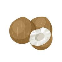 Vector illustration, coquito nut or Jubaea chilensis, also known as Baby coconut, Mini coconut, Male nut, Dwarf coconut, isolated on white background.