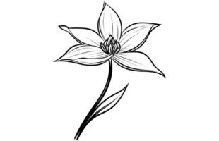 Line art vanilla flower illustration, Vanilla flower sketch ink vector illustration.