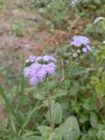 Ageratum conyzoides jpg photo