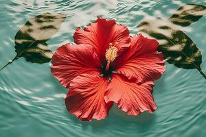 Flower red tropical summer hibiscus petal water plant beauty nature photo