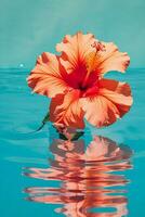 Hibiscus flower nature water photo