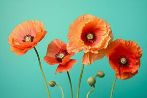 Flowers nature blossom poppy red photo