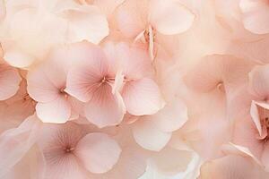 Beauty background floral flower pink photo