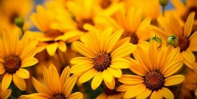 Group nature flower yellow gardening photo