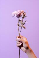 Hands woman beauty floral violet pink bunch nature flowers love freshness summer present photo