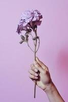 Woman nature love hands flowers concept floral summer beauty pink skin bouquet violet photo