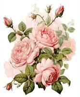 Love watercolor design pink rose nature floral beauty flowers illustration vintage photo