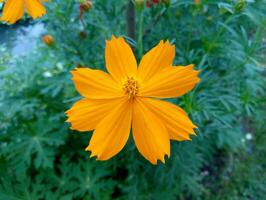 hermosa amarillo flor antecedentes imagen foto