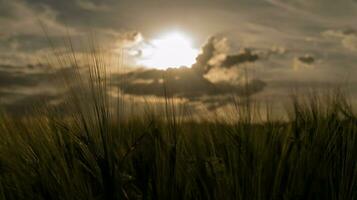 Cornfield in the sunset. the sun rays break through the clouds. The grain is ready photo