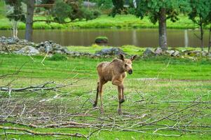 alce bebé en movimiento en un prado. joven animal desde el bosque. Rey de el bosque foto