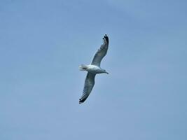 Seagull flying in blue sky. Spread wings with feathers. Animal photo of bird