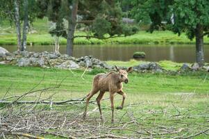 Moose baby in motion on a meadow. Young animal from the forest. King of the forest photo