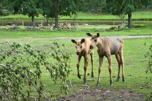 dos bebé alce en un prado. joven animales desde el bosque. Rey de el bosque foto