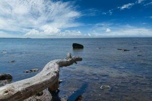 Poel on the Baltic Sea. Tree trunk protrudes into the Baltic Sea and casts a shadow photo