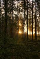 Pine forest by a forest lake at sunrise in Sweden. Sun rays shining through the trees photo