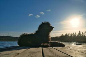 Goldendoodle dog on a jetty by a lake in Sweden. Nature in Scandinavia with a pet photo