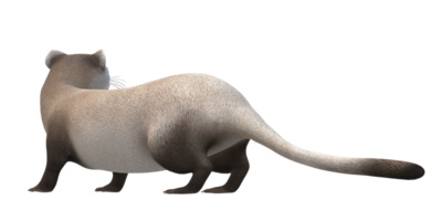 Weasel isolated on a Transparent Background png
