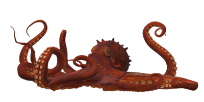 Octopus isolated on a Transparent Background png