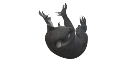 coala Urso isolado em uma transparente fundo png