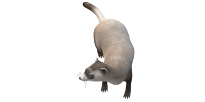 Weasel isolated on a Transparent Background png