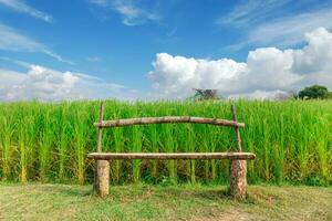 de madera banco en el verde arroz campo con azul cielo a krabi, tailandia foto