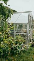 a small greenhouse with plants in it photo