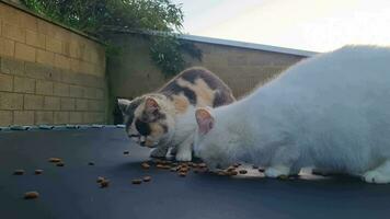 schattig Perzisch kat is poseren in de huis tuin video