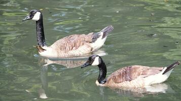 Cute Water Birds are Swimming at a Lake of Wardown Public Park Luton City of England Great Britain photo